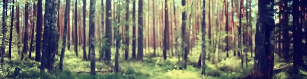Краєвид Літньому Лісі Зелені Дерева Літній Вид Пішохідний Туризм Лісі — стокове фото
