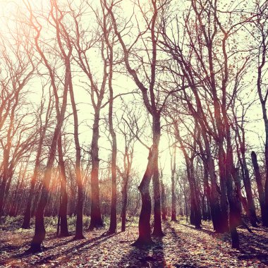 bulanık sonbahar arka plan parkı / sarı duvar kağıdı, sonbahar ormanı, mevsimlik peyzaj kavramı, ağaçlar dalları, yapraklar