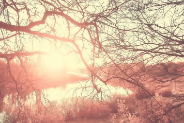 dalları sarı arka plan / soyut mevsimsel arka plan düşen güzel fotoğraf yaprakları bırakır bırakır