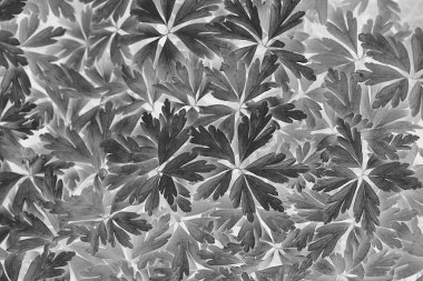 siyah beyaz doku yaprakları / soyut doğa arka plan olağandışı