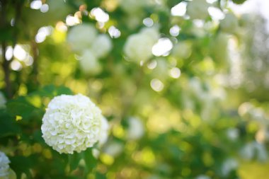 viburnum bulbanesh çiçeklenmeler bahçede çalılar / beyaz çiçekler yaz manzarası ile viburnum bahçe çalılar