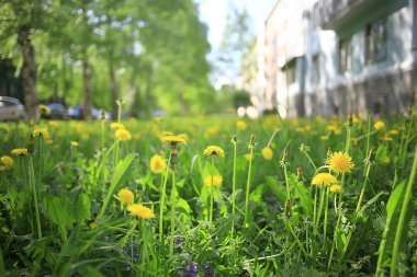 banliyölerinde sarı çiçekler ile karahindiba alan şehir / soyut yaz peyzaj alanı