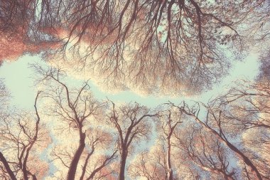 parkta sonbahar manzara / mevsimlik sarı manzara düşmüş yaprakları ile güneşli park