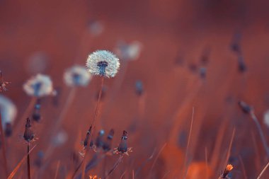 kır çiçekleri alan / doğa manzara, soyut arka plan görünümü yaz çiçekleri ayrıntıları çiçek