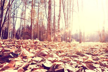 düşmüş sarı yaprakları arka plan / soyut mevsimlik düz sarı parkta arka plan