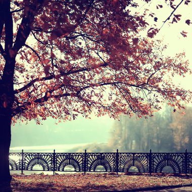 parkta sonbahar manzara / mevsimlik sarı manzara düşmüş yaprakları ile güneşli park