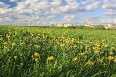 banliyölerinde sarı çiçekler ile karahindiba alan şehir / soyut yaz peyzaj alanı