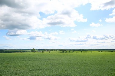 yeşil çim arka plan / soyut arka plan, doğa, taze yeşil bitki örtüsü, alan