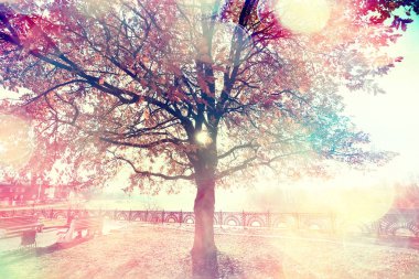 parkta sonbahar manzara / mevsimlik sarı manzara düşmüş yaprakları ile güneşli park