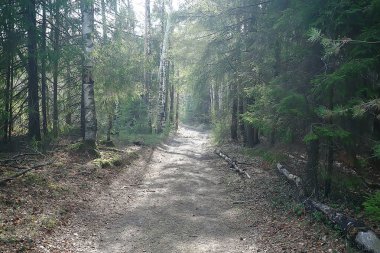 bahar orman manzara mevsimlik / ormanda yeşil arka plan ağaçları, doğada taze bahar güneşli manzara, eko kavramı
