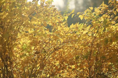 dalları sarı arka plan / soyut mevsimsel arka plan düşen güzel fotoğraf yaprakları bırakır bırakır