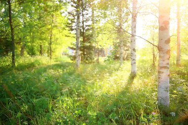 yeşil dalları arka plan bırakır / soyut görünüm mevsimlik yaz ormanı, yeşillik yeşil, eko kavram