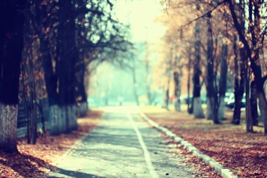 parkta sonbahar manzara / mevsimlik sarı manzara düşmüş yaprakları ile güneşli park