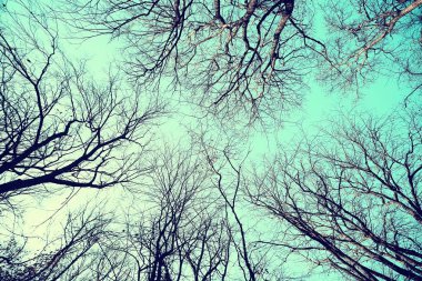 dalları sonbahar üst arka plan / soyut mevsimlik gökyüzü arka plan