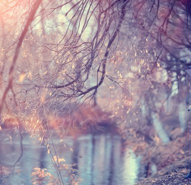 sonbahar orman arka plan yağmur / Ekim orman manzara, ıslak, yağmur hava