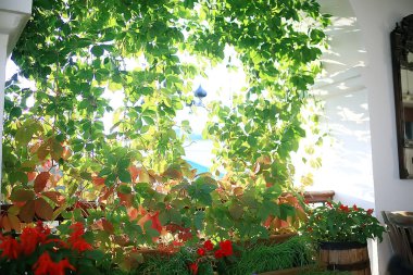 yeşil dalları arka plan bırakır / soyut görünüm mevsimlik yaz ormanı, yeşillik yeşil, eko kavram