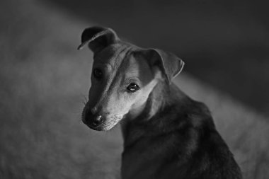 üzgün köpek itler / küçük köpek portre, kameraya bakarak