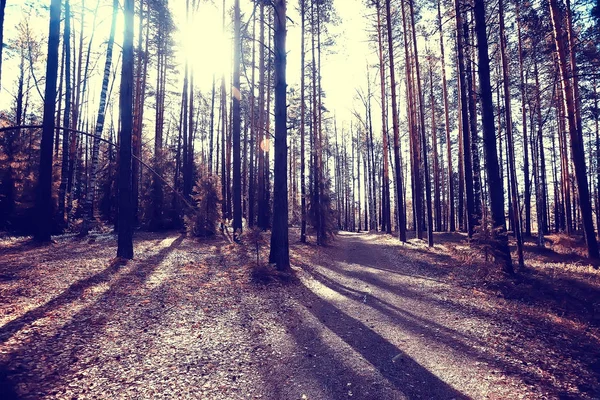 Krajobraz Jesiennym Parku Koncepcja Natura Sezonowa Krajobraz Sezon Jesień Las — Zdjęcie stockowe