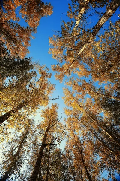Bela Paisagem Parque Outono Floresta Árvores Folhagem Amarela Paisagem Outono — Fotografia de Stock