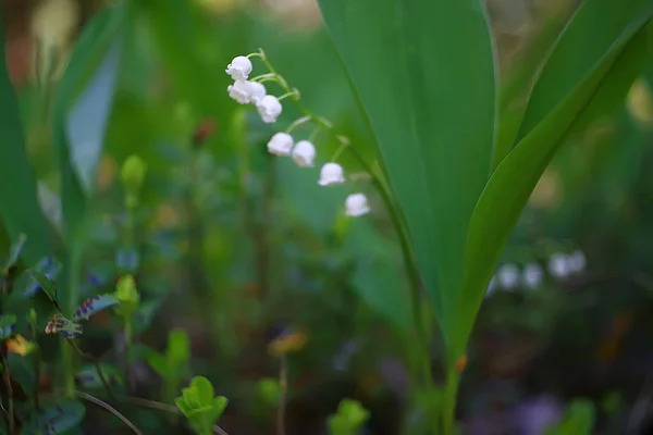 Kır Çiçekleri Alan Doğa Manzara Soyut Arka Plan Görünümü Yaz — Stok fotoğraf