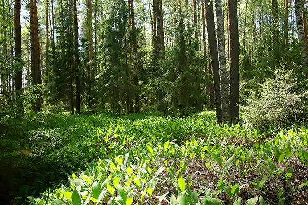 Estate Parco Paesaggio Vista Stagionale Alberi Verdi Estate Concetto Natura — Foto Stock