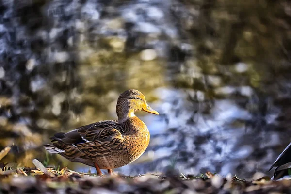 Kachní Podzimní Park Jezírko Rybníka Parku Mallard Stěhovavý Pták — Stock fotografie