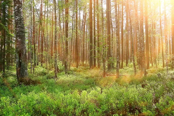 Landscape Summer Forest Green Trees Summer View Hiking Forest Sunny — Stock Photo, Image