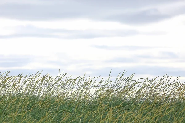 Зеленый Фон Травы Абстрактный Фон Природа Свежая Зеленая Растительность Поле — стоковое фото