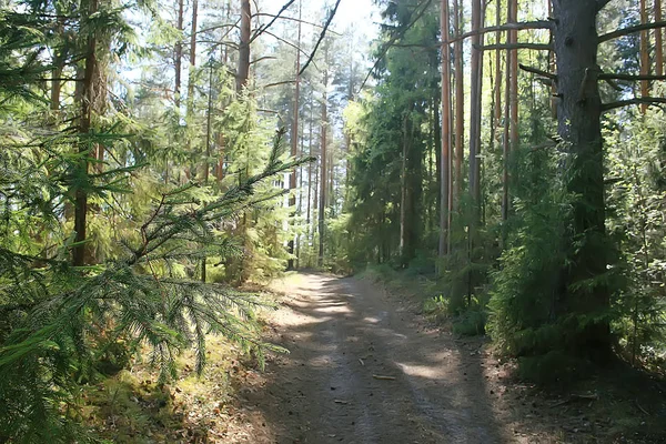 Paisaje Bosque Verano Árboles Verdes Vista Verano Senderismo Bosque Día — Foto de Stock