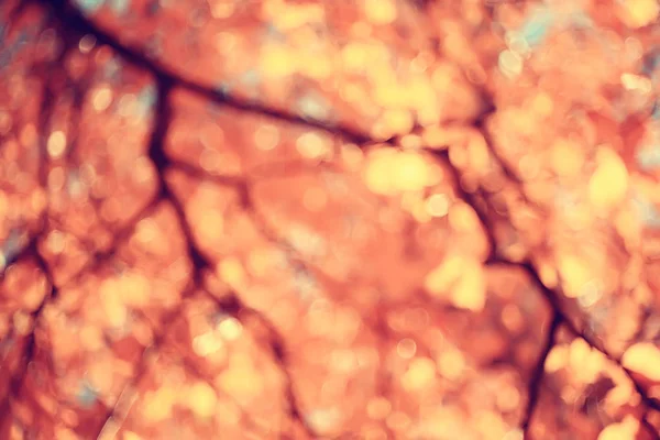 Yellow Leaves Bokeh Seasonal Background Beautiful Autumn Leaves Yellow Branches — Stock Photo, Image