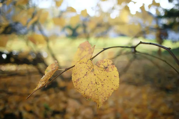 Gelbe Blätter Bokeh Saisonalen Hintergrund Schöne Herbstblätter Gelbe Äste Abstrakten — Stockfoto