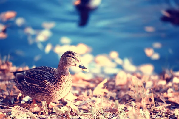 Kachní Podzimní Park Jezírko Rybníka Parku Mallard Stěhovavý Pták — Stock fotografie