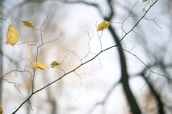 Żółte Liście Bokeh Sezonowe Tło Piękne Jesienne Liście Żółte Gałęzie — Zdjęcie stockowe
