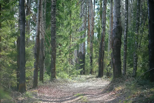 Primavera Foresta Paesaggio Stagionale Verde Alberi Sfondo Nella Foresta Fresco — Foto Stock