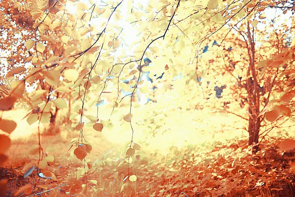 Landschaft Herbstpark Konzept Natur Saisonale Landschaft Saison Herbst Wald Bäume — Stockfoto