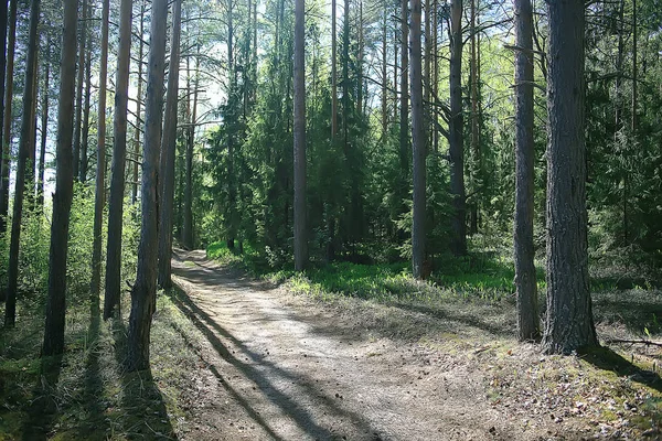 Krajina Letním Lese Zelených Stromech Letní Výhled Pěší Turistika Lese — Stock fotografie