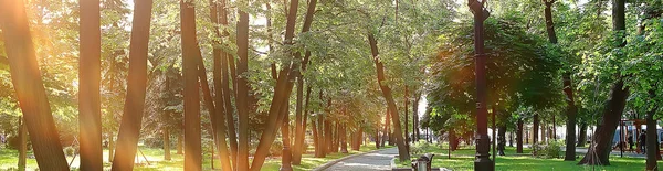 Paisagem Parque Verão Vista Sazonal Árvores Verdes Verão Conceito Natureza — Fotografia de Stock