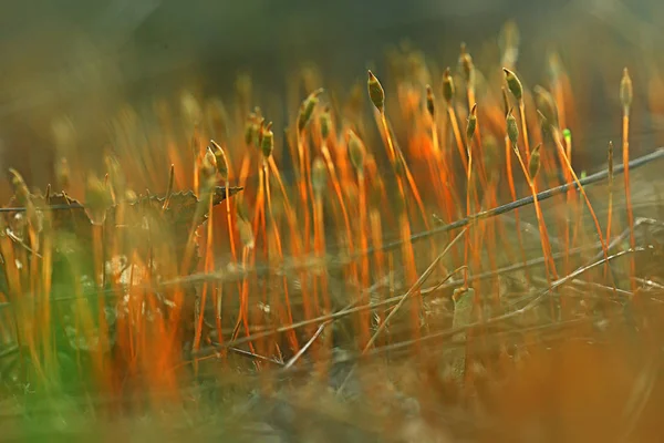 Macro Moss Landschap Groene Abstracte Natuurlijke Weergave Zomer Bos Moss — Stockfoto
