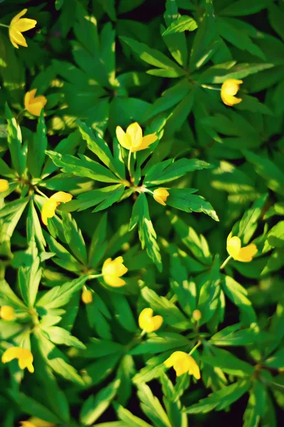 Buttercups Flowers Background Abstract Background Seasonal Spring Summer Nature Flower — Stock Photo, Image