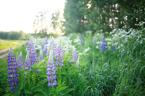 Lupins Dans Champ Fleurs Été Pourpre Fleurs Sauvages Nature Paysage — Photo