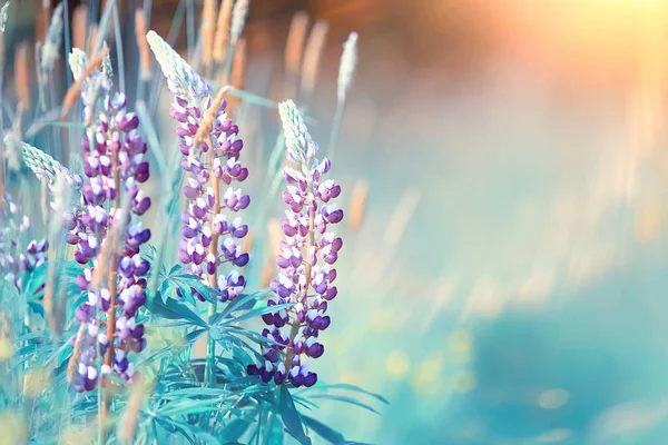 Люпин Полі Літні Квіти Фіолетові Дикі Квіти Природа Пейзаж Полі — стокове фото