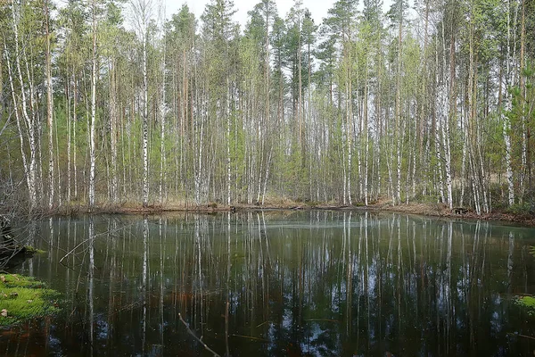 Осенний Лес Север Пейзаж Осеннем Лесу Северный Вид Природу Осенний — стоковое фото