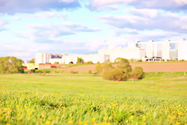 dandelions field city / abstract summer landscape field with yellow flowers in the suburbs