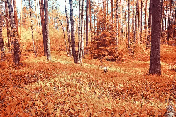 landscape in the autumn park / concept nature seasonal landscape season, autumn, forest, trees Indian summer