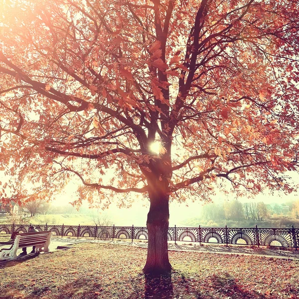 Parc Automne Paysage Ensoleillé Paysage Saisonnier Automne Dans Parc Jaune — Photo