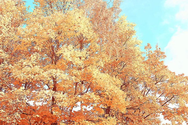 Bellissimo Paesaggio Foresta Parco Autunnale Alberi Fogliame Giallo Paesaggio Autunnale — Foto Stock