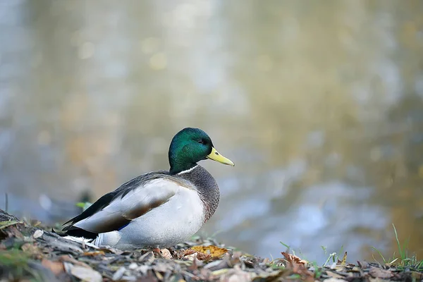 duck autumn park pond / bird by the pond in the park, mallard migratory bird