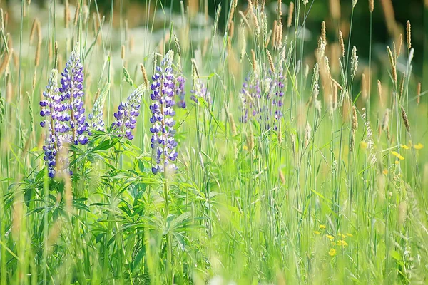 Lupiny Poli Léto Květiny Fialové Divoké Květiny Příroda Krajina Poli — Stock fotografie