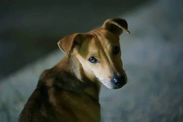 Verdrietig Puppy Mutts Kleine Hond Portret Kijkend Naar Camera — Stockfoto