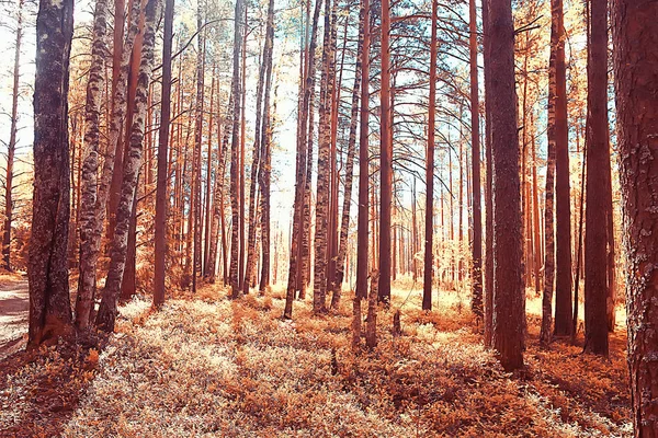 Paisaje Otoño Parque Concepto Naturaleza Paisaje Estacional Estación Otoño Bosque — Foto de Stock